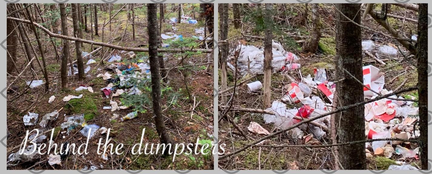 A collage of trash in the woods

Description automatically generated